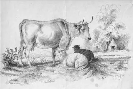 Cow and calfs jinaldesai